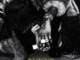 Shallipopi – Allergies